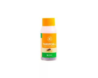 Thripor-L-500 Oríus Laevigatus: Chinche Depredadora para Control Biológico