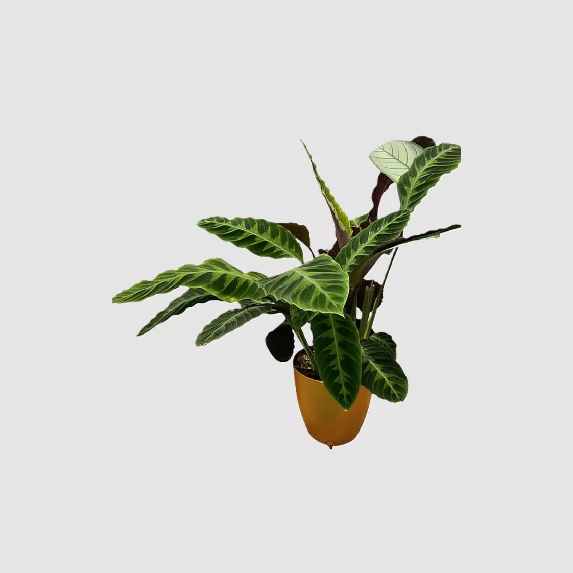 Autopot™ Kit extensión Khloris watering system — vista 3