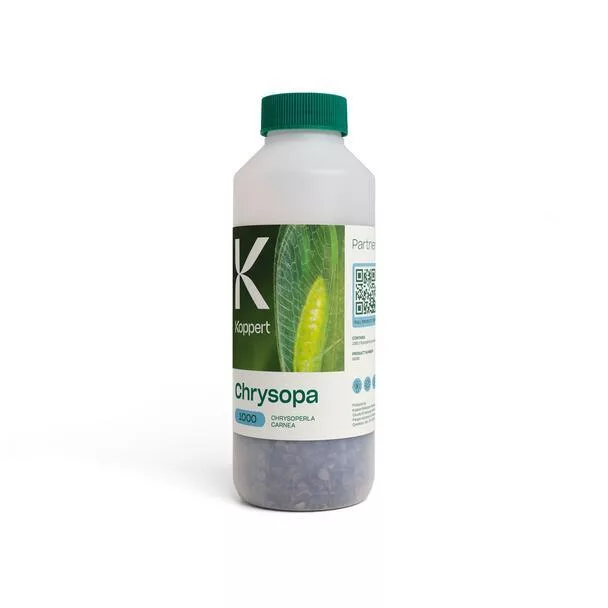 Chrysopa - Control Biológico de Pulgones y Cochinillas (Koppert)