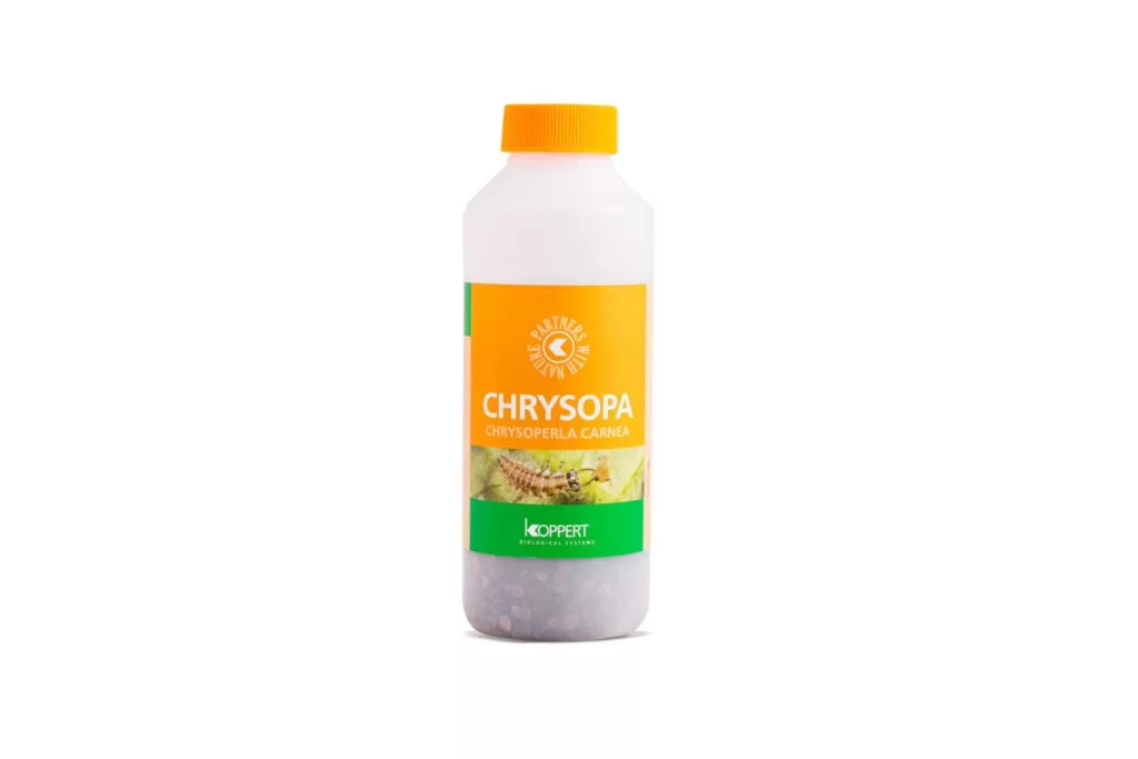 Lucha Biológica Chrysopa 1000 (pulgon) — vista 2