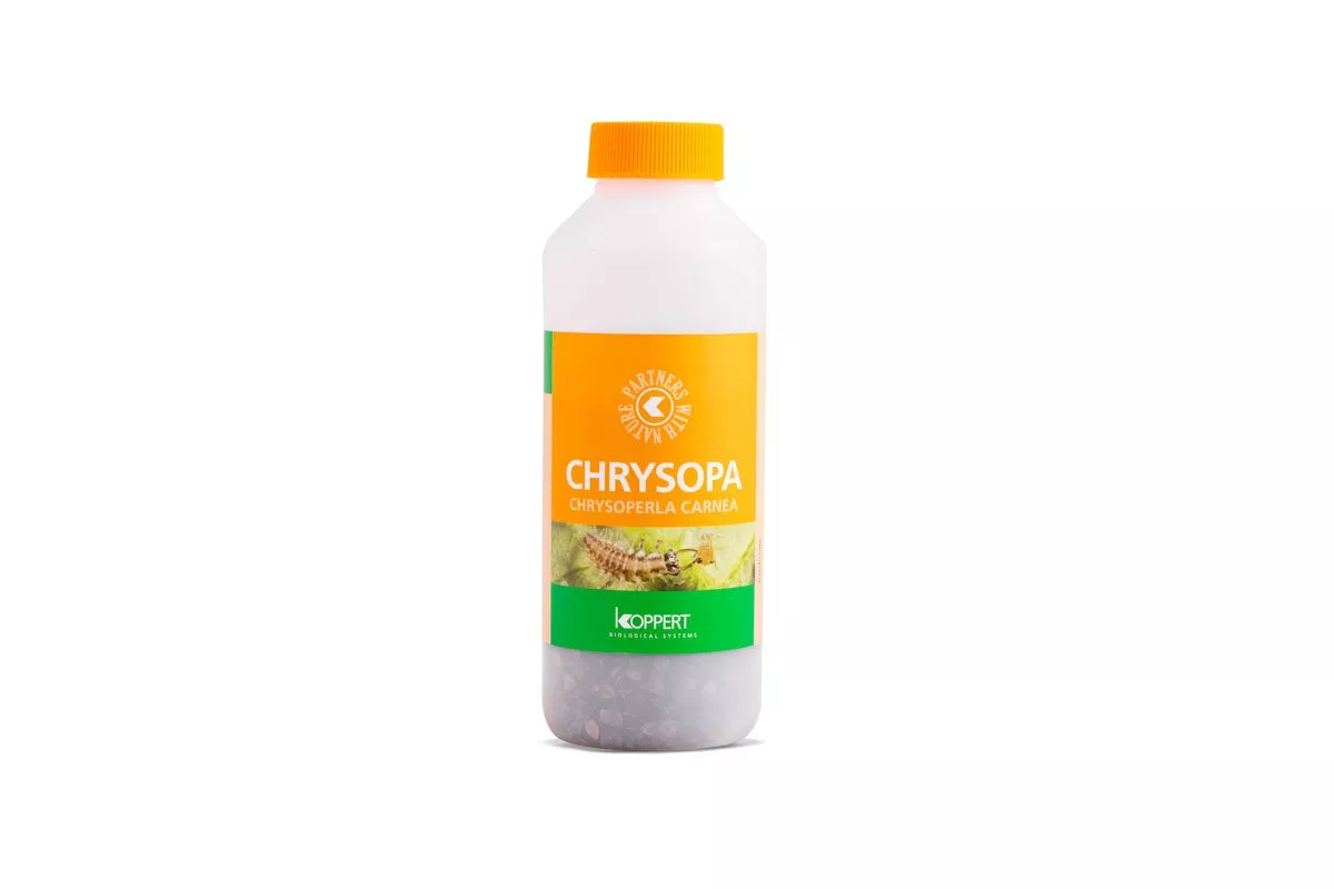Lucha Biológica Chrysopa 1000 (pulgon) — vista 2