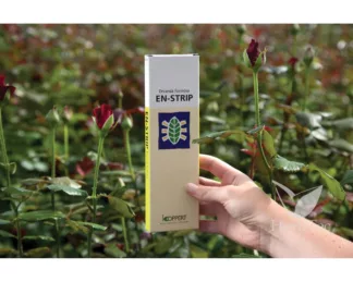 Lucha Biológica En-strip 3000 (Encarsia Formosa) (Mosca Blanca)