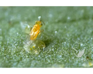 Lucha Biológica Ercal 3000 Eretmocerurs Eremicus (Mosca Blanca)