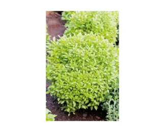 Albahaca de hoja fina