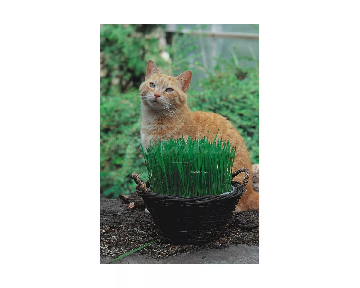 Hierba para gatos