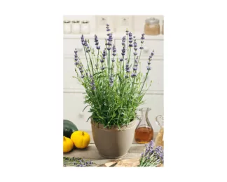 Lavanda
