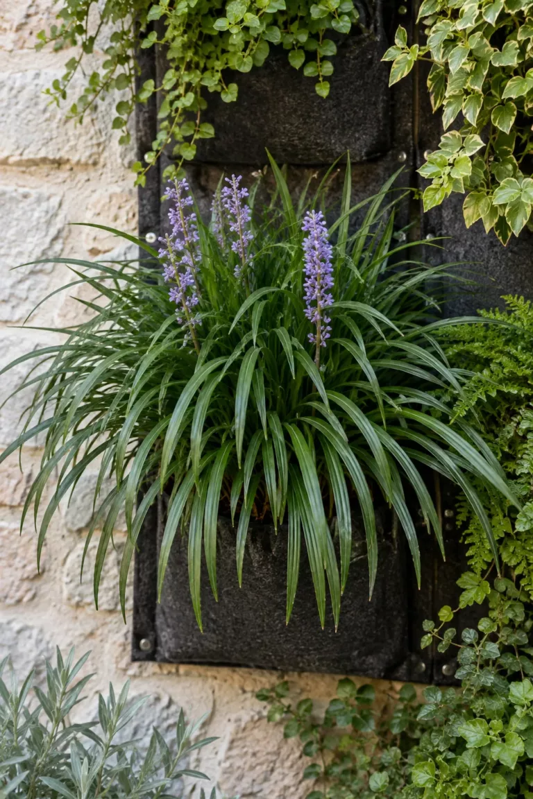 Liriope muscari con espigas de flor violeta
