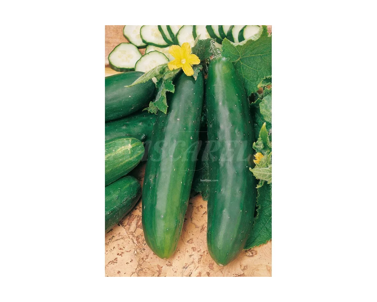 Pepino Marketmore