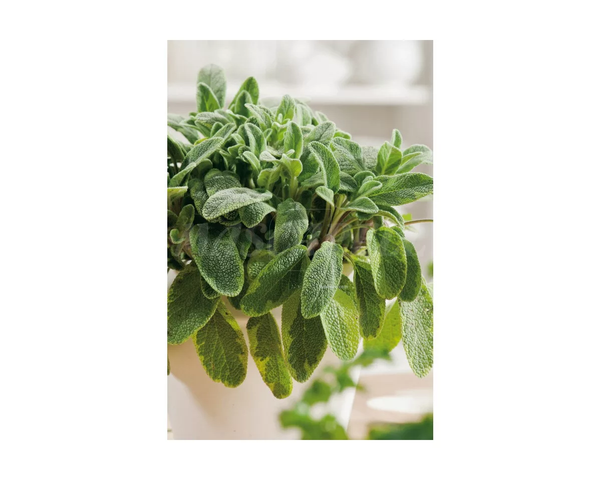 Salvia