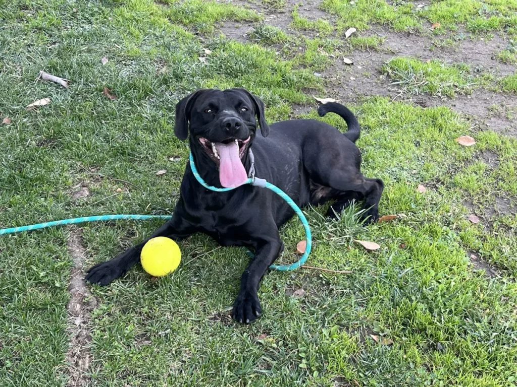 Perro con pelota sobre césped