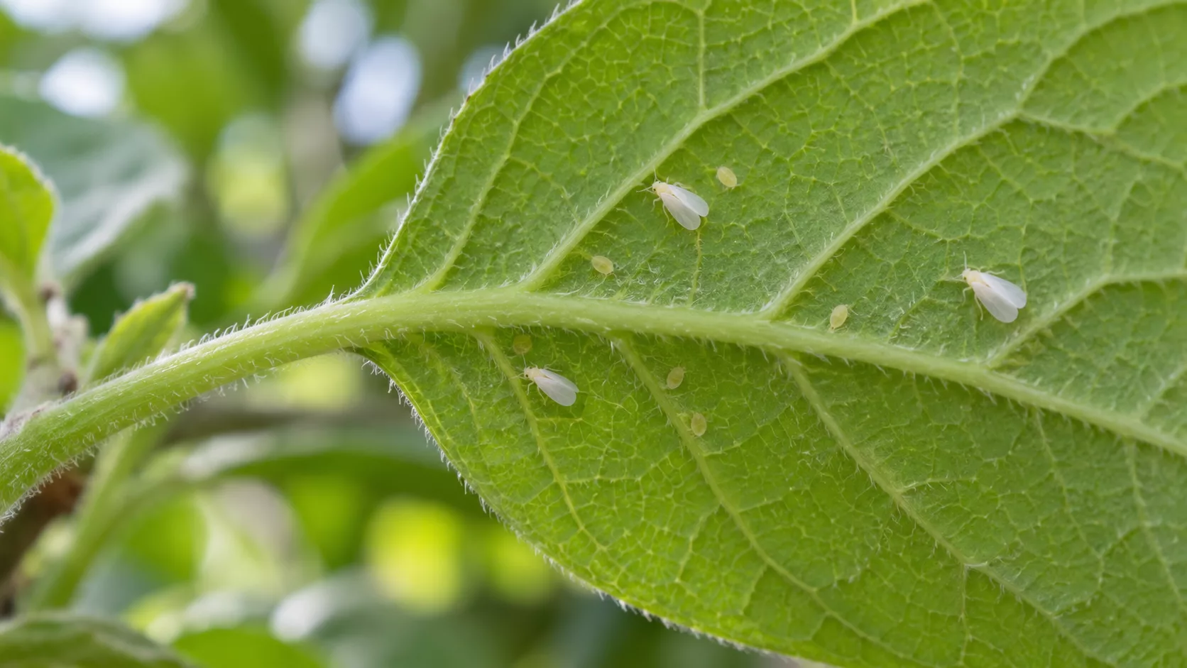 Mosca blanca en el envés de una hoja