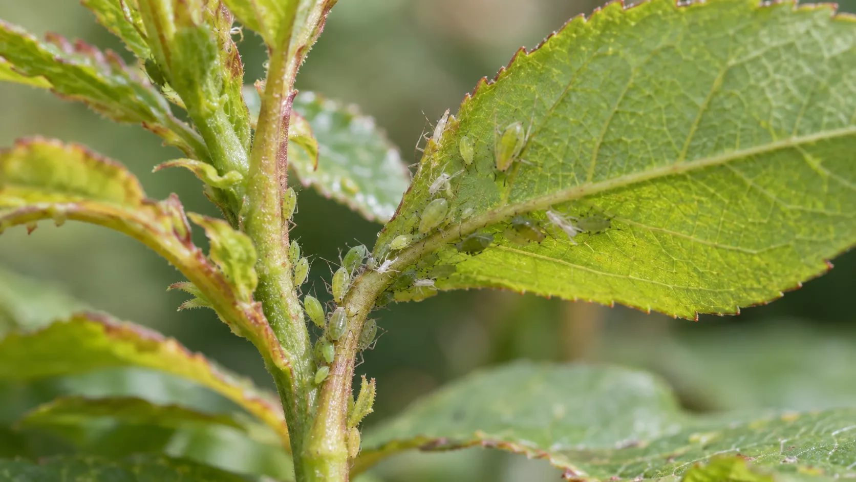 Pulgones en un brote tierno y el envés de una hoja