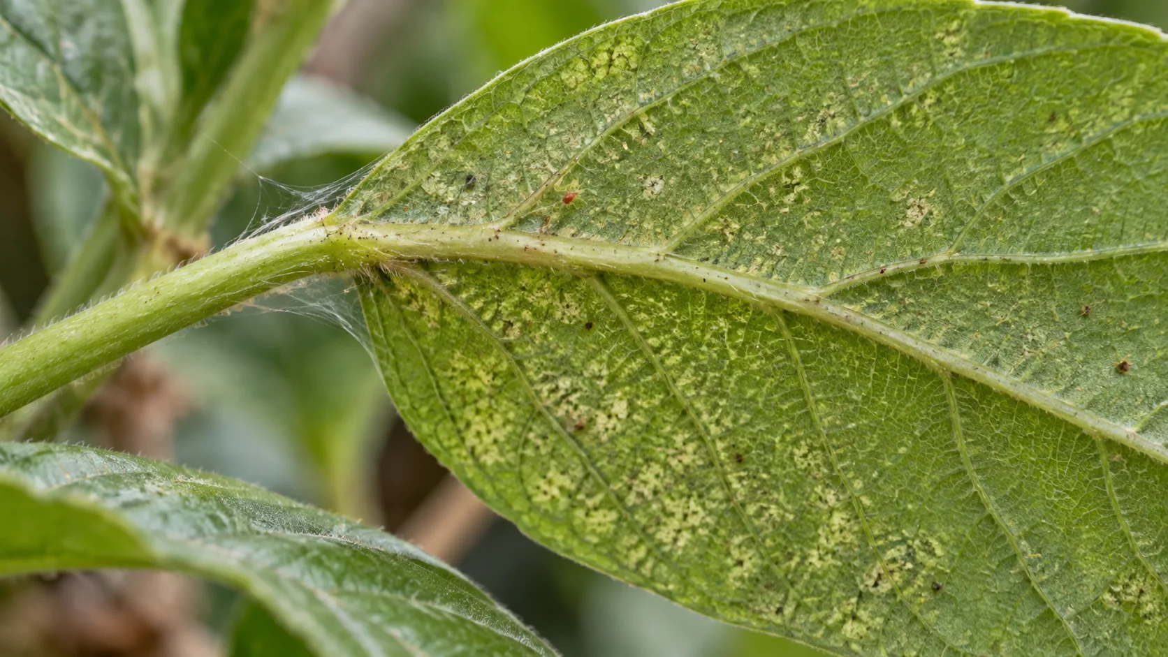Hoja con daño de araña roja y telillas en el envés