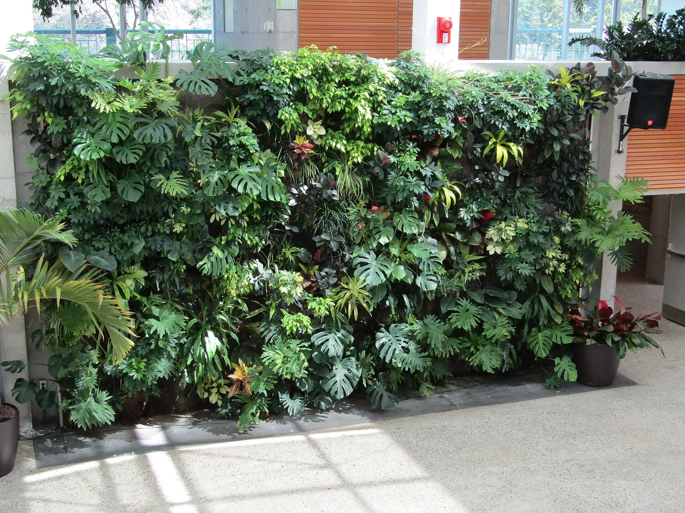 Muro vegetal interior con plantas de hoja grande