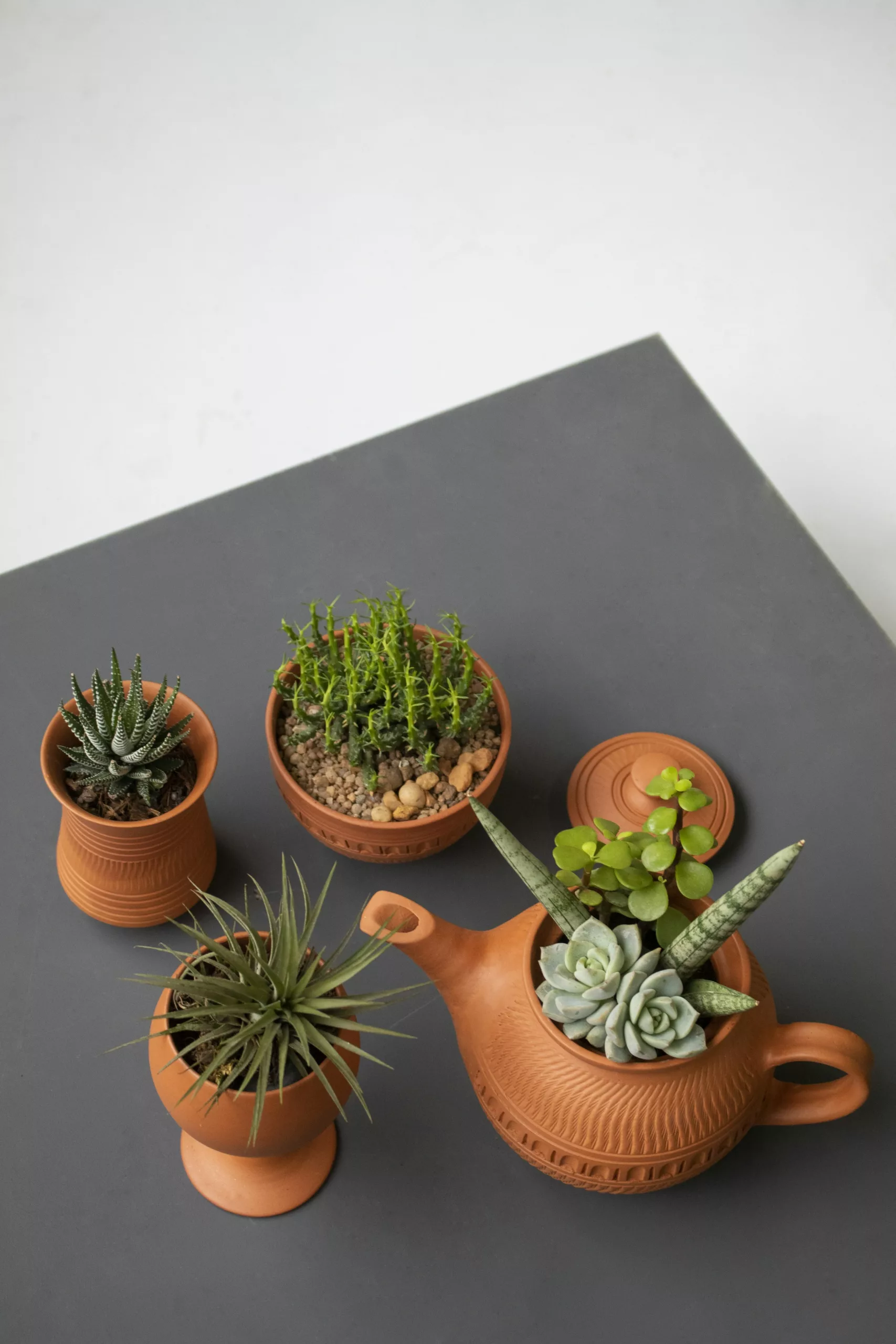 Cactus y otras suculentas en macetas de terracota
