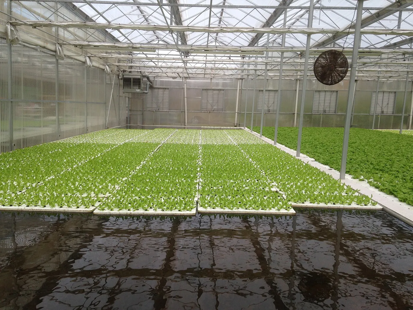 Cultivo en agua profunda de lechugas en invernadero