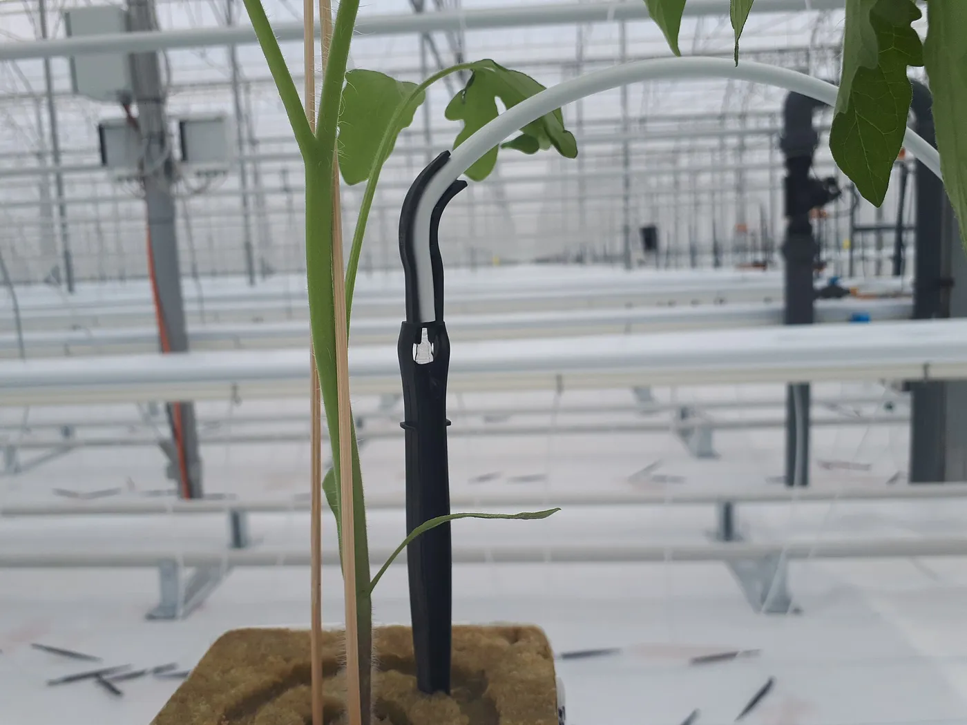 Gotero de riego en una planta en cultivo
