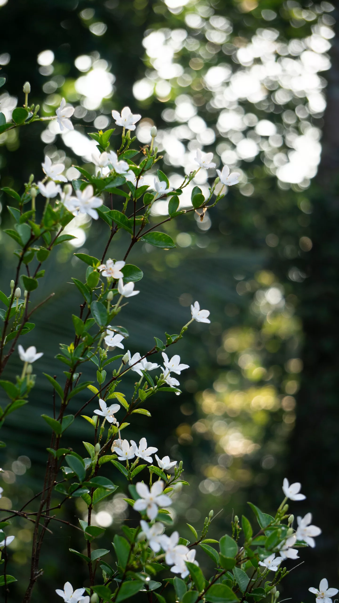 Flores blancas de jazmín en un jardín soleado