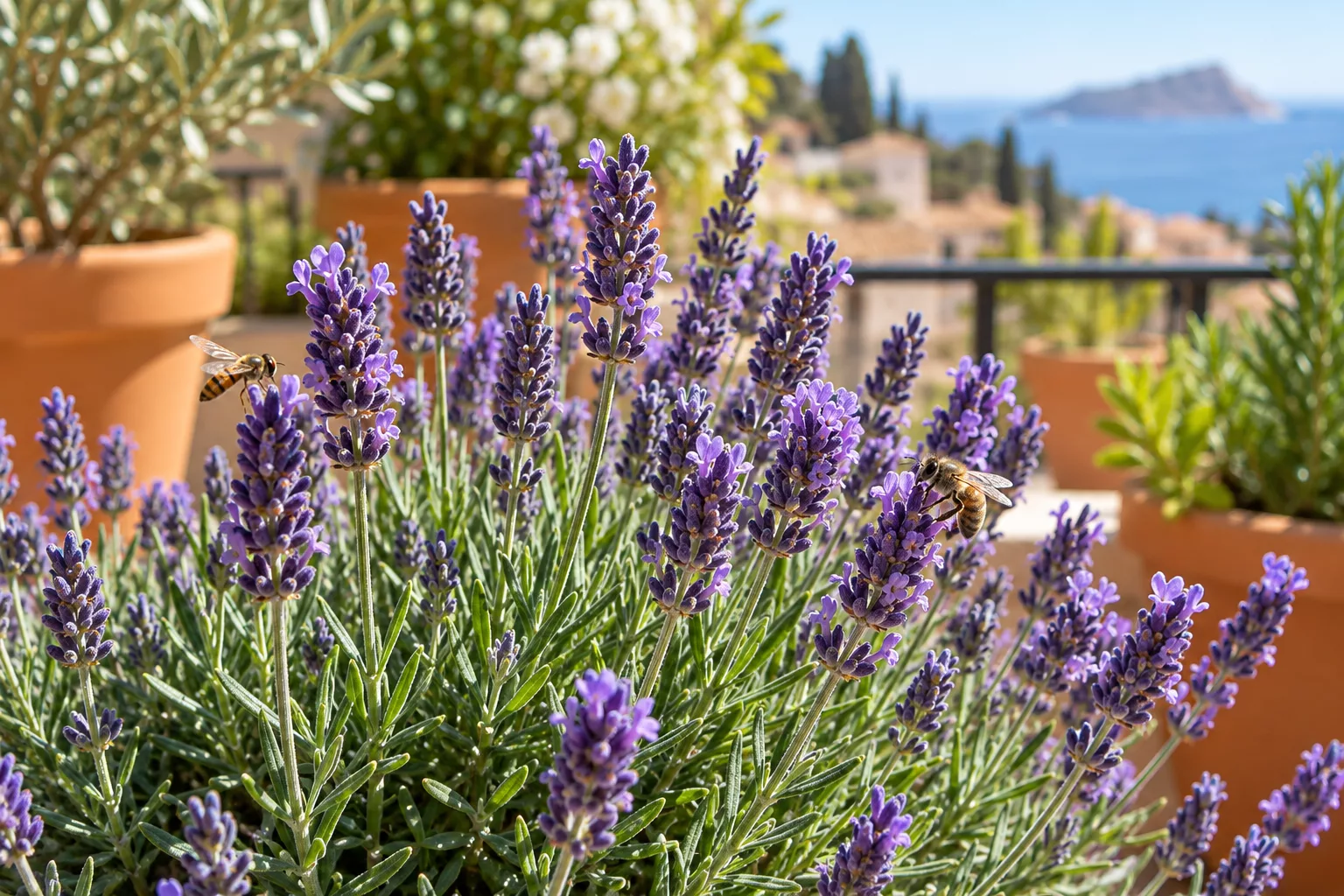 Lavanda en flor con abejas en un jardín de macetas