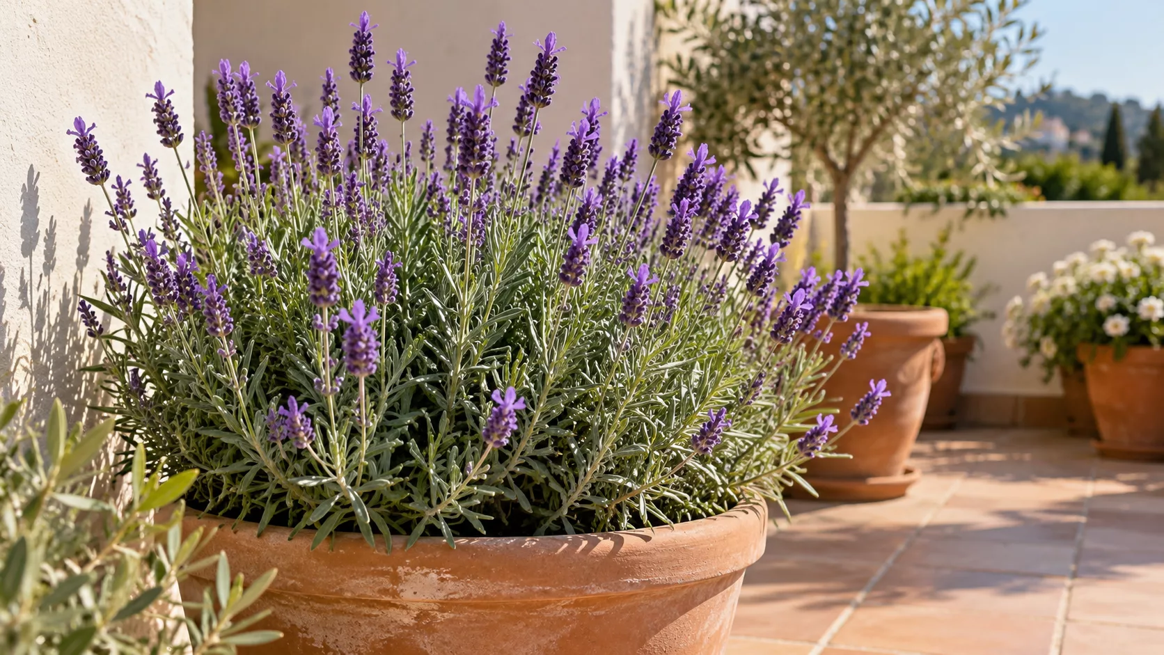 Lavanda en flor en una maceta situada en una terraza soleada