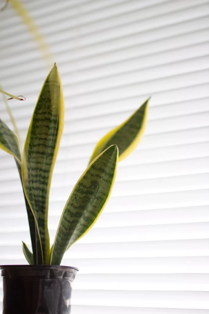 Sansevieria en maceta junto a una ventana