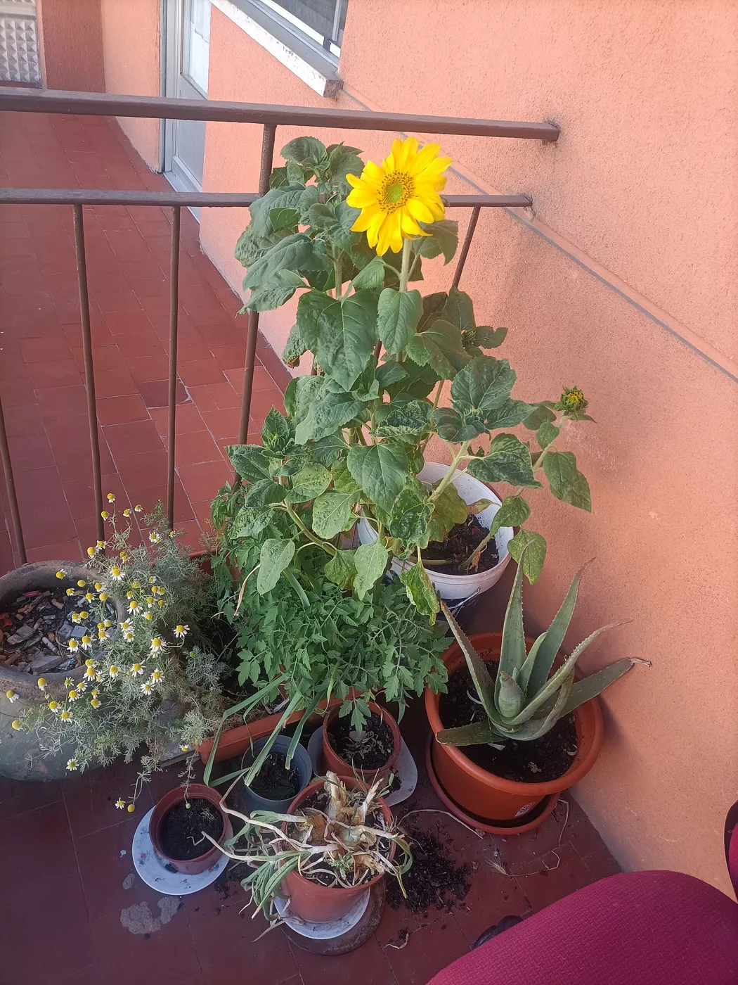 Plantas en macetas en una terraza