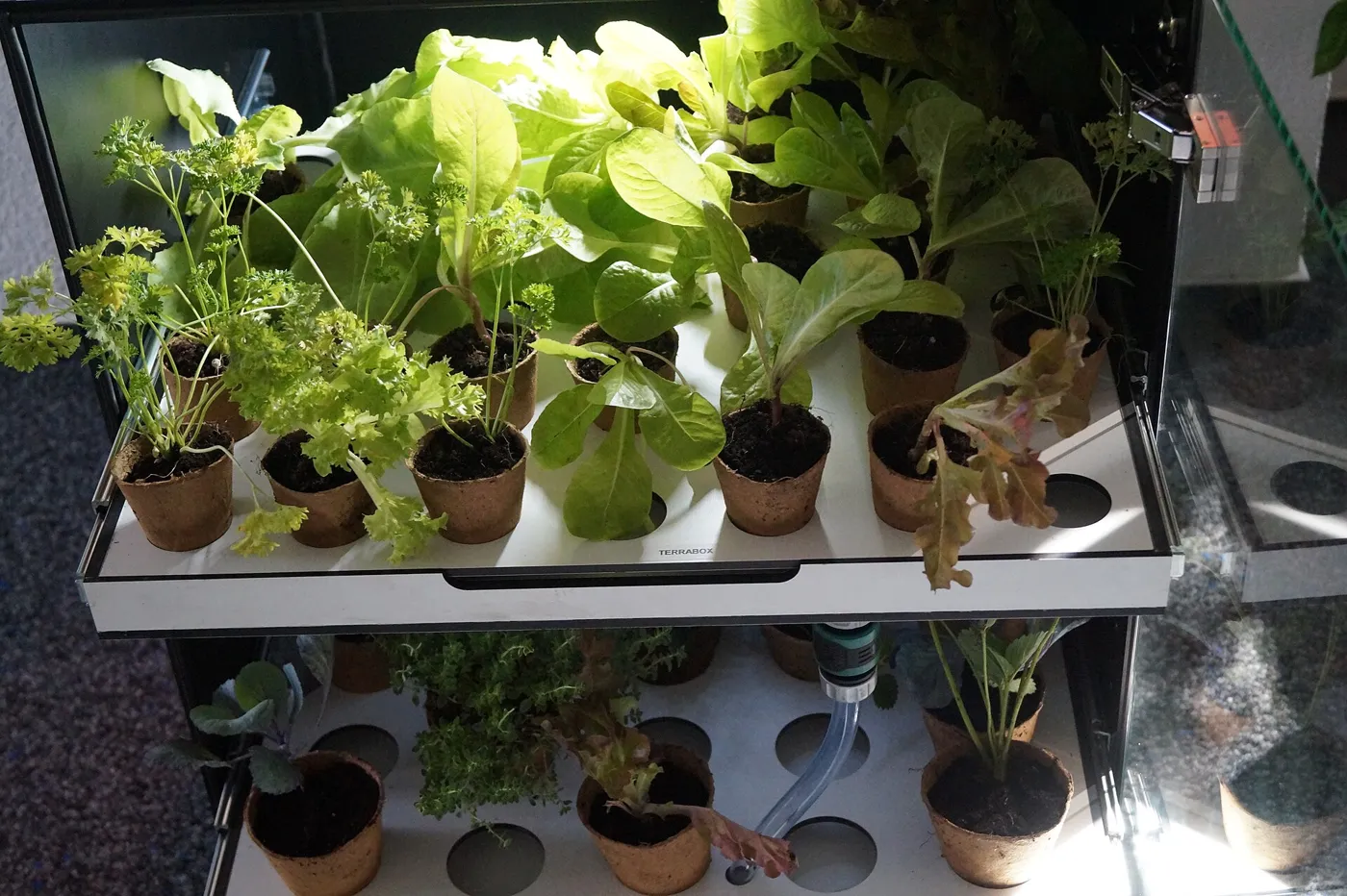 Cultivo hidropónico en interior con lechugas y hierbas aromáticas