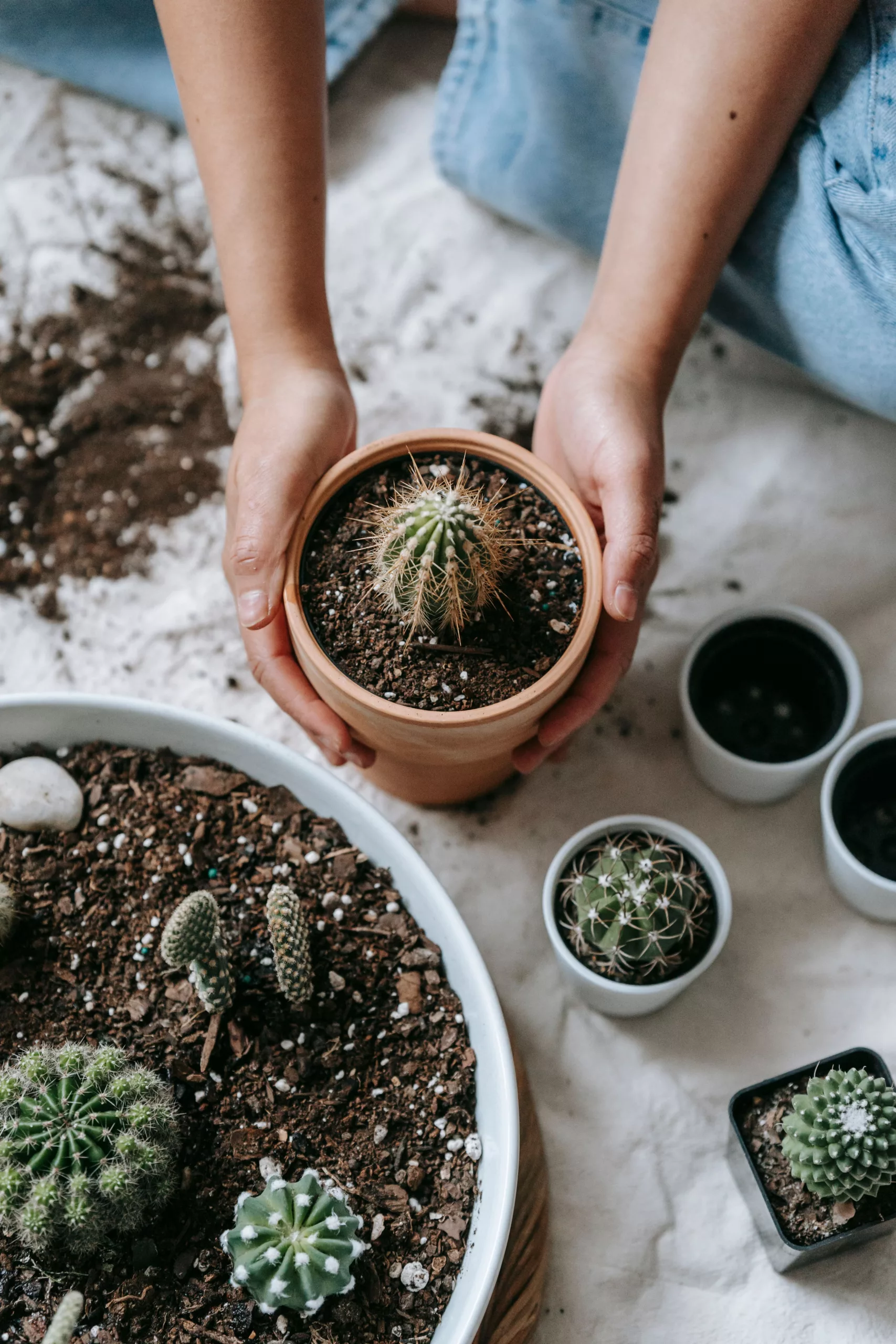 Persona usando guantes para trasplantar un cactus a una maceta de terracota